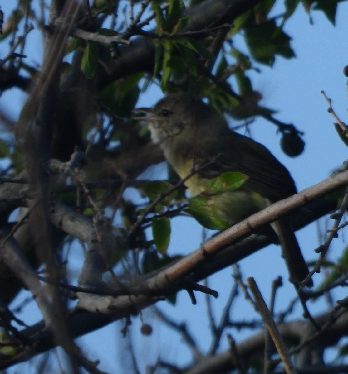 Viréo de Bell (bellii/medius) - ML639531275