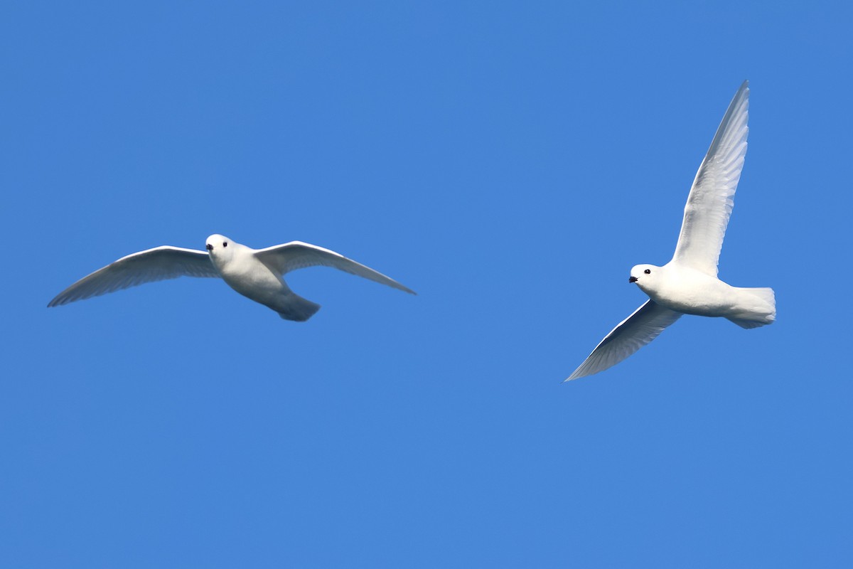 Snow Petrel - ML639531335