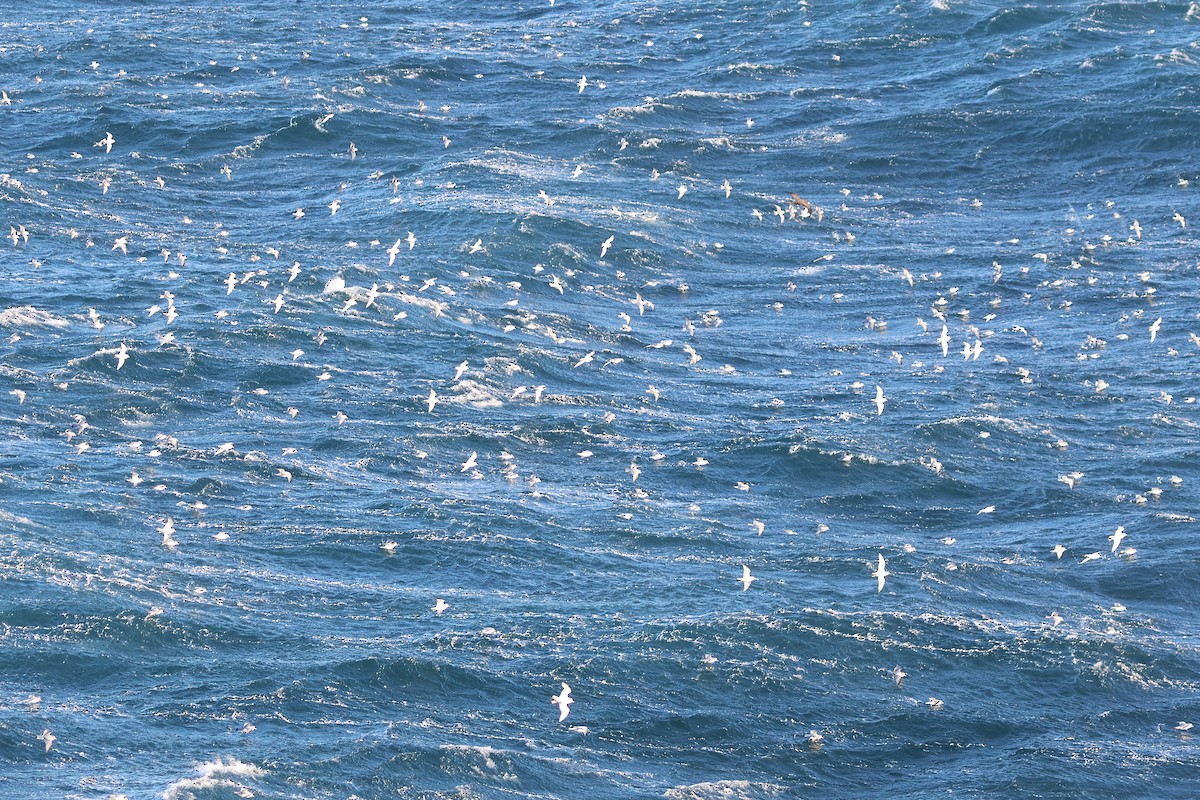 Antarctic Prion - ML639531341