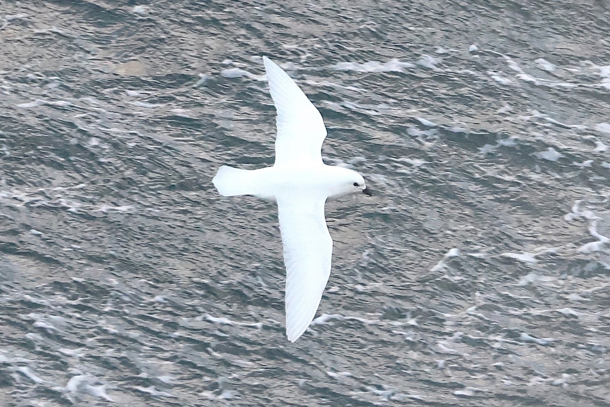 Snow Petrel - ML639531346
