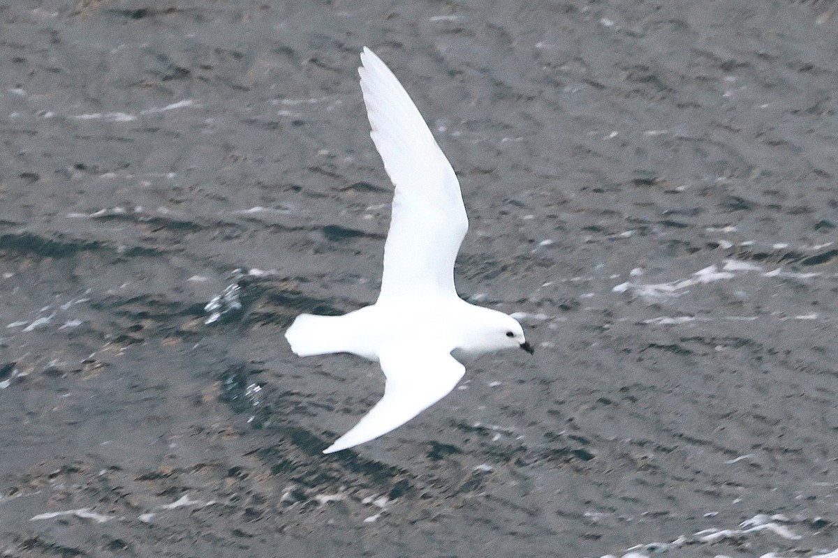 Snow Petrel - ML639531347