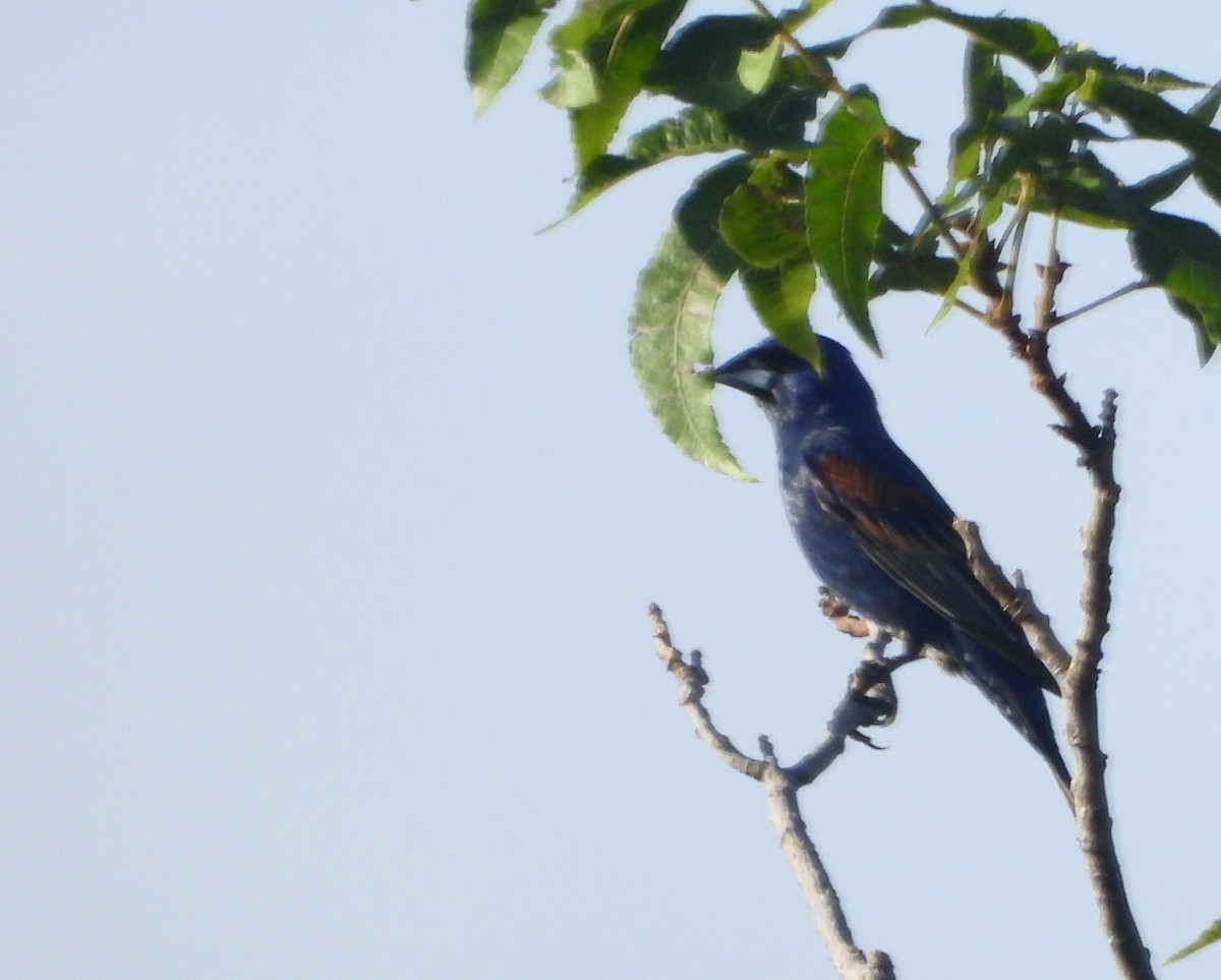 Guiraca bleu - ML639531378