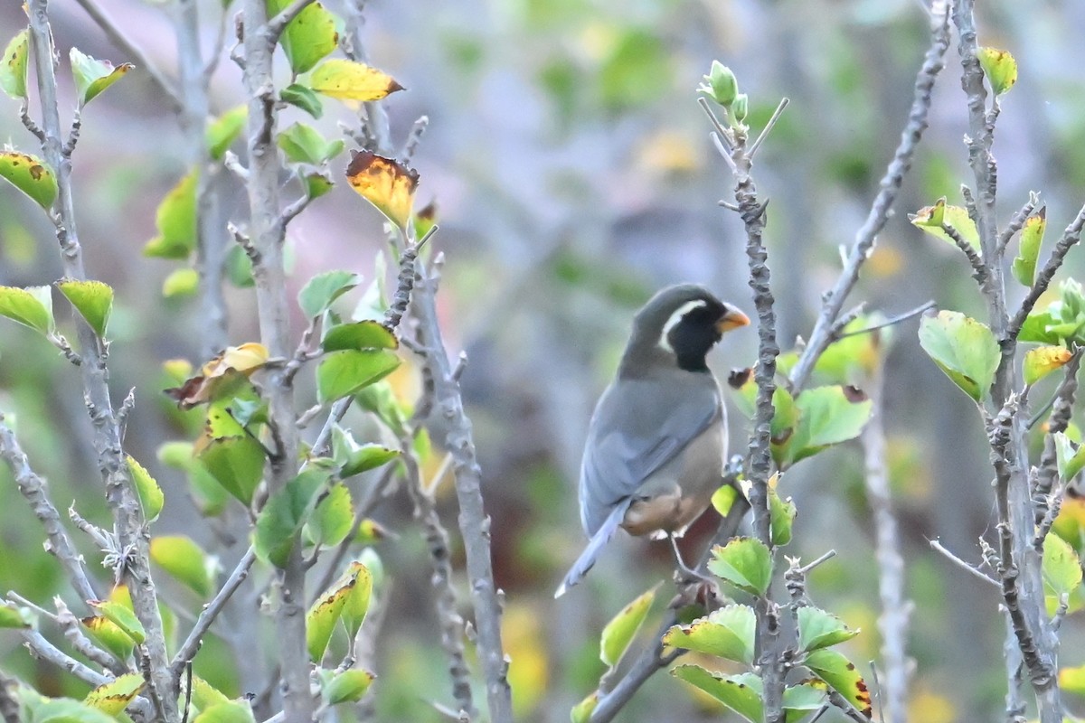 Golden-billed Saltator - ML639531426