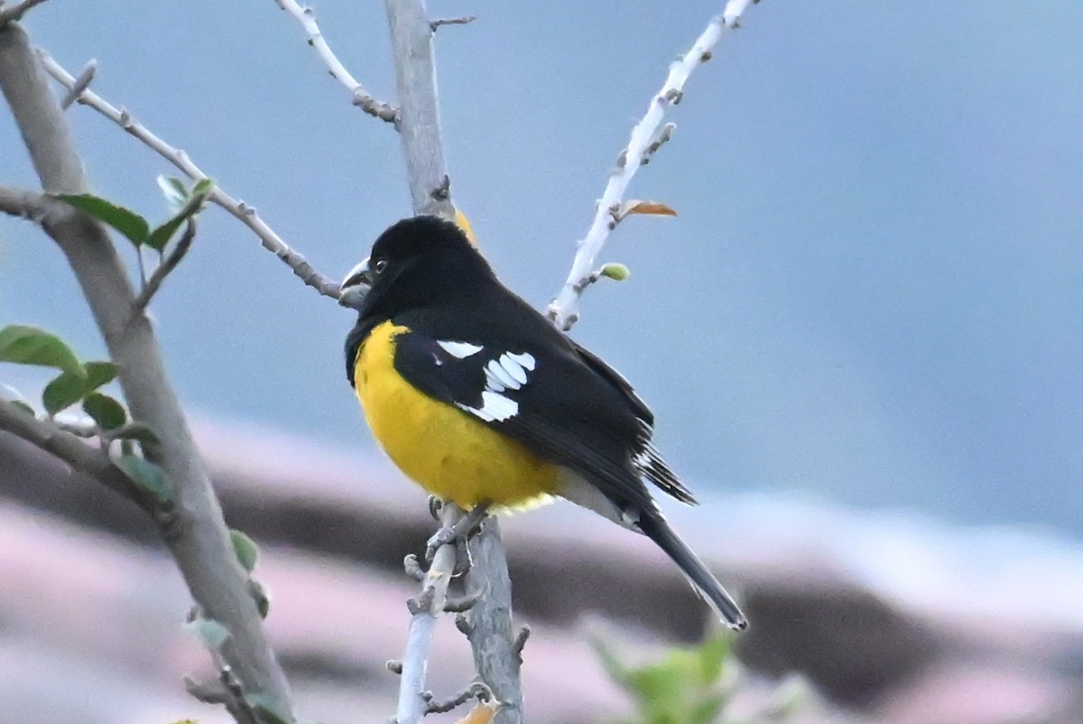 Black-backed Grosbeak - ML639531430