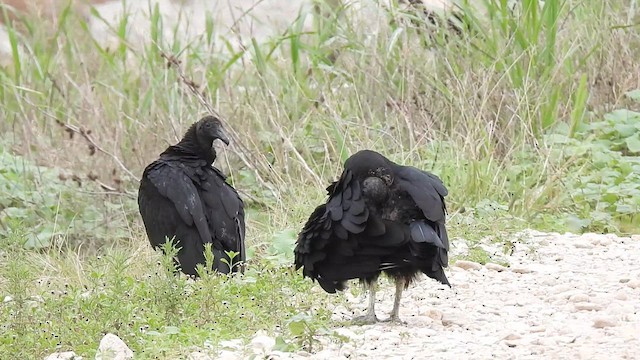 Black Vulture - ML639531452