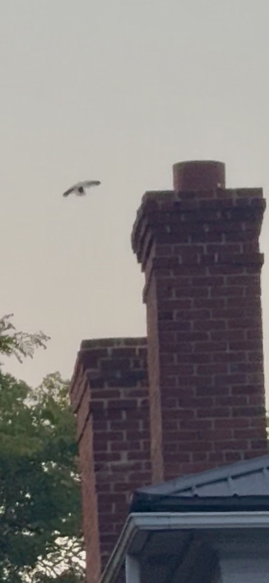 Chimney Swift - ML639531481