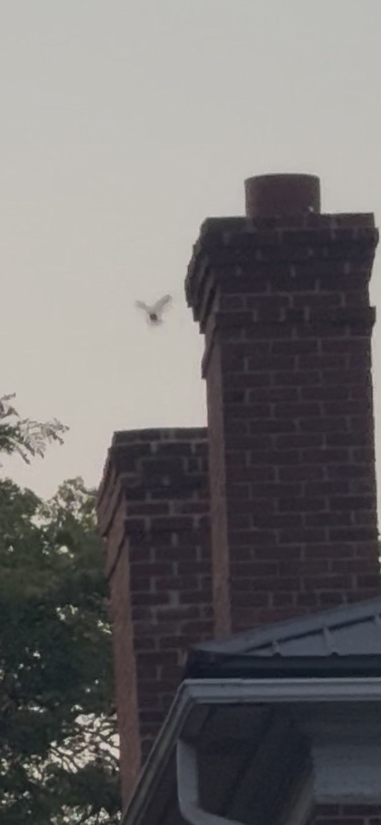 Chimney Swift - ML639531482