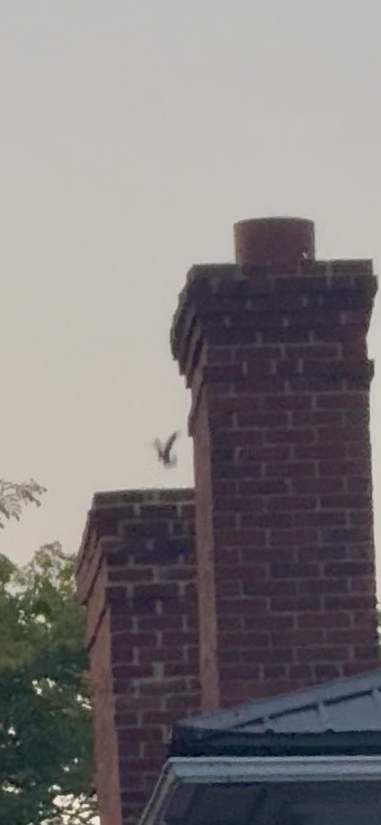 Chimney Swift - ML639531483