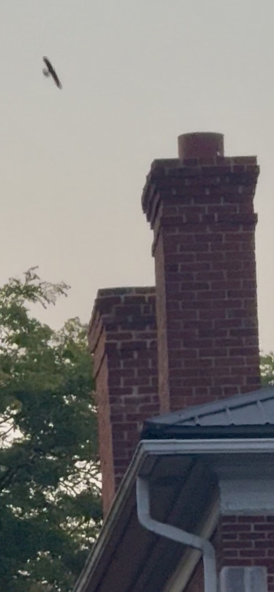 Chimney Swift - ML639531484