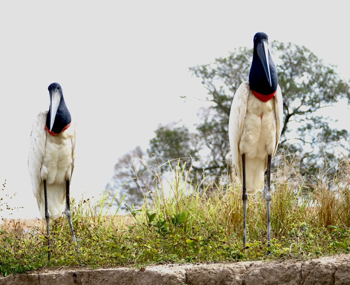 Jabiru - ML639531503