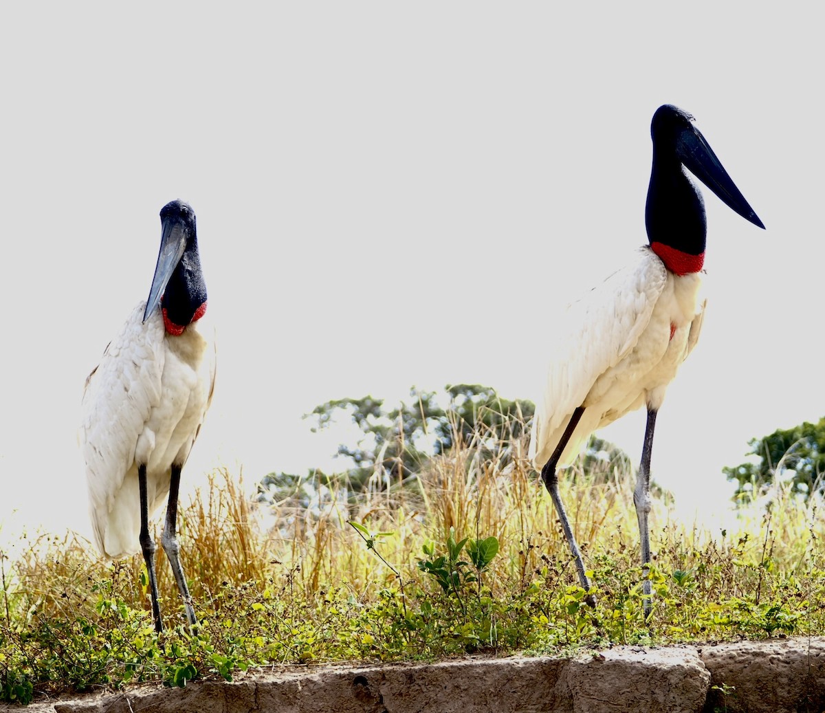 Jabiru - ML639531504