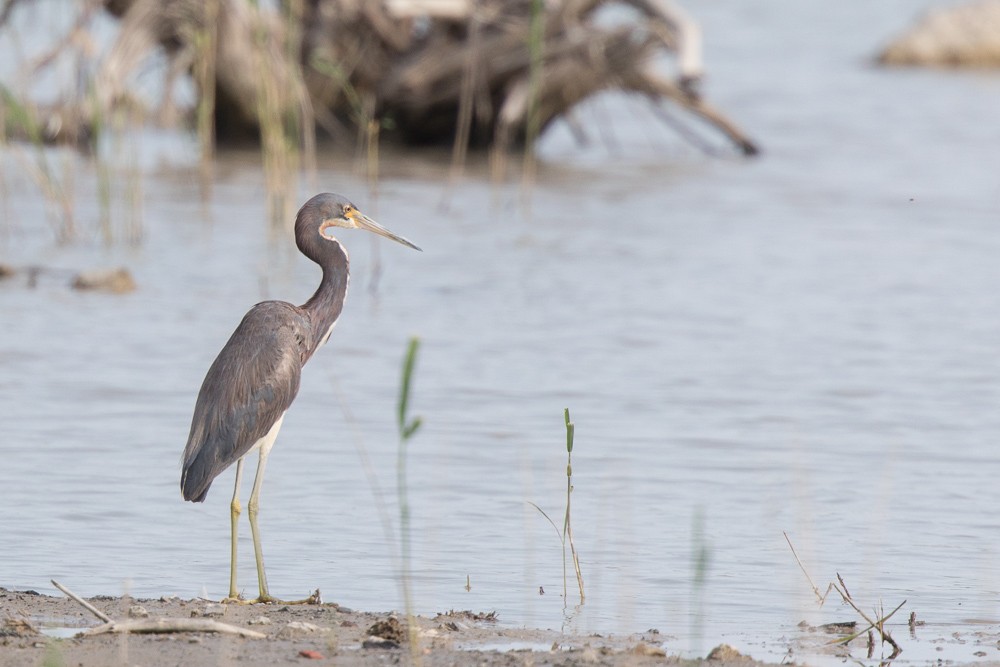 Tricolored Heron - Brian Stahls