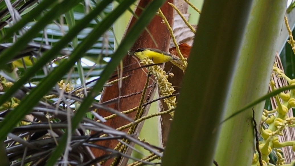 Tukangbesi Sunbird - ML639531579