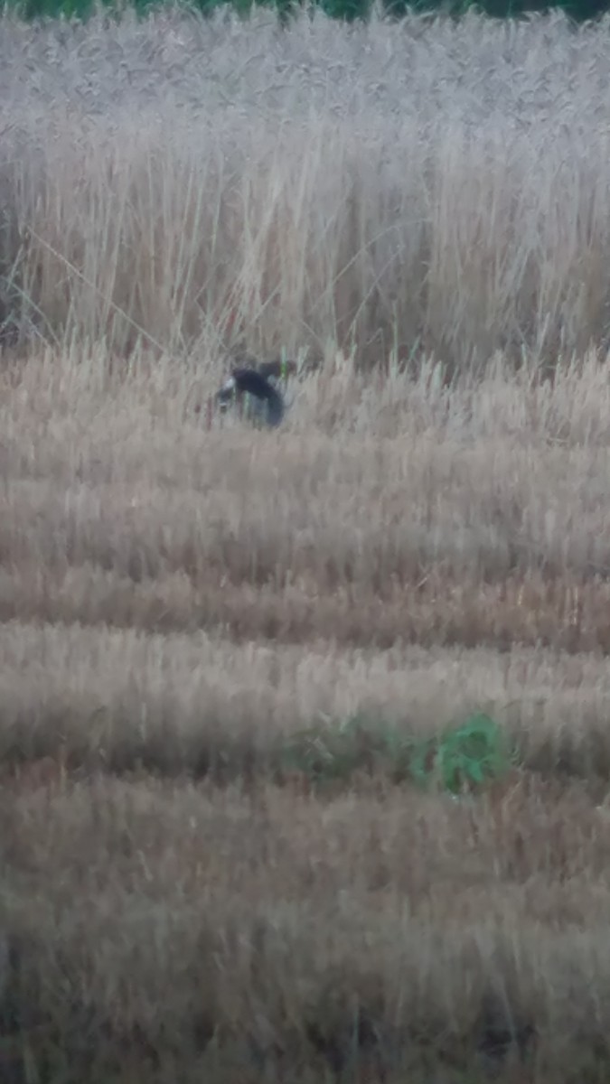 American Coot - ML639531592