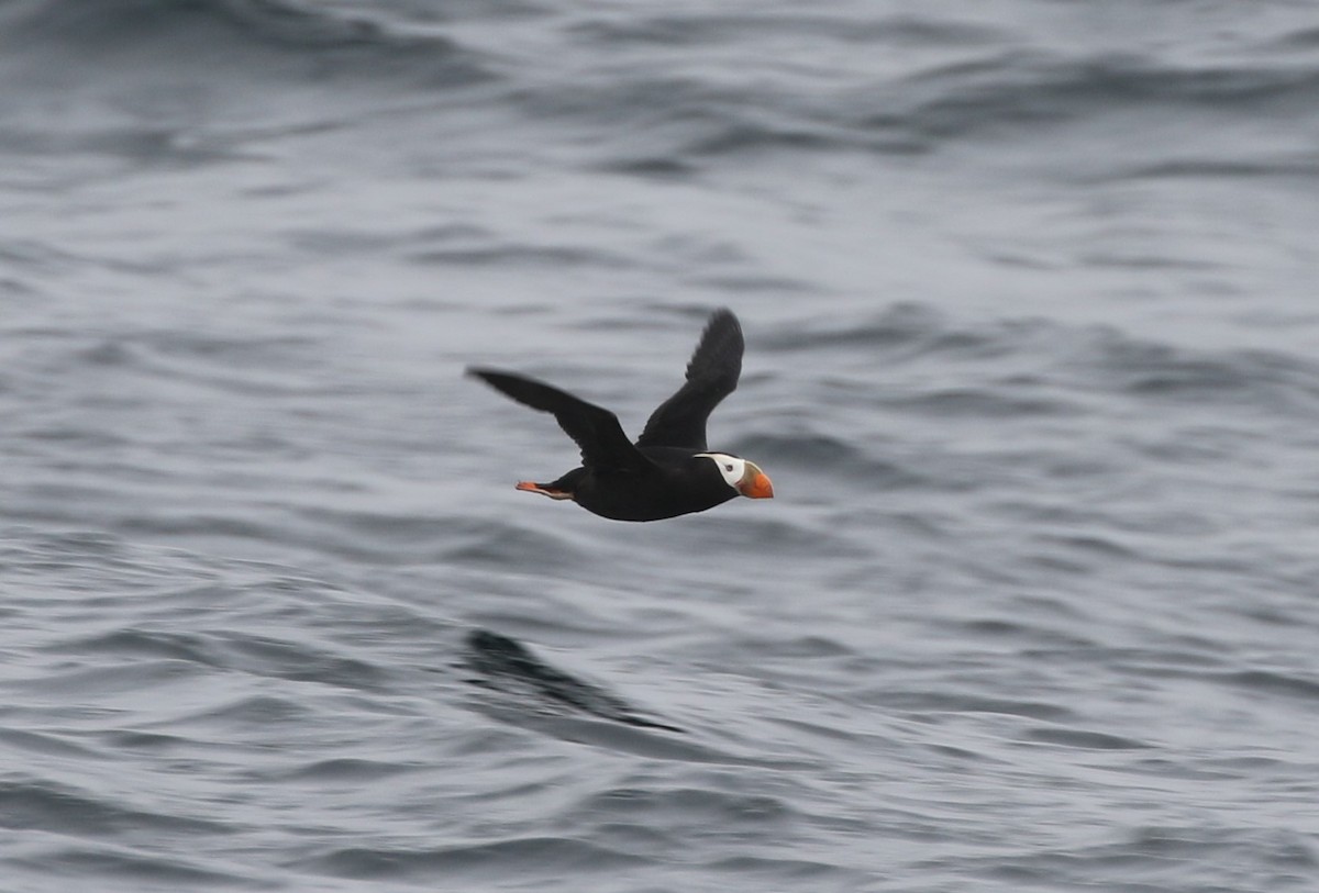 Tufted Puffin - ML639531612