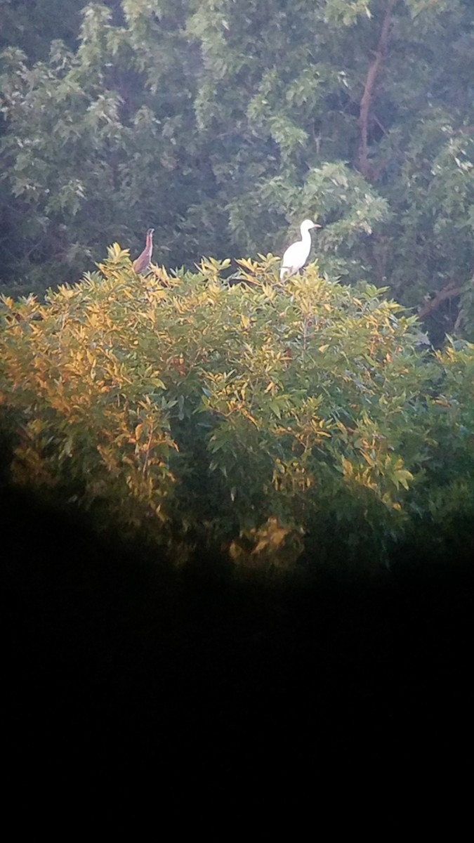 Little Blue Heron - ML639531620