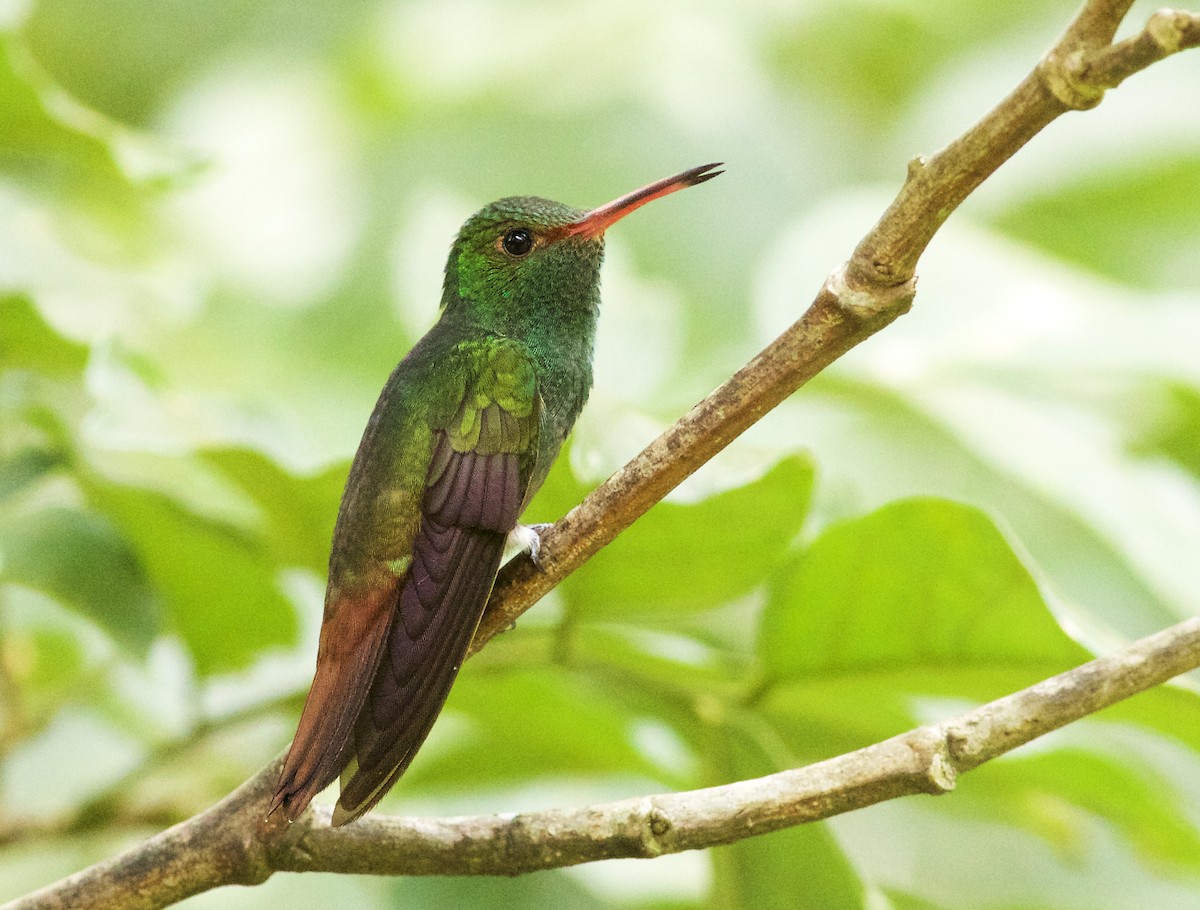 Rufous-tailed Hummingbird - ML639531678
