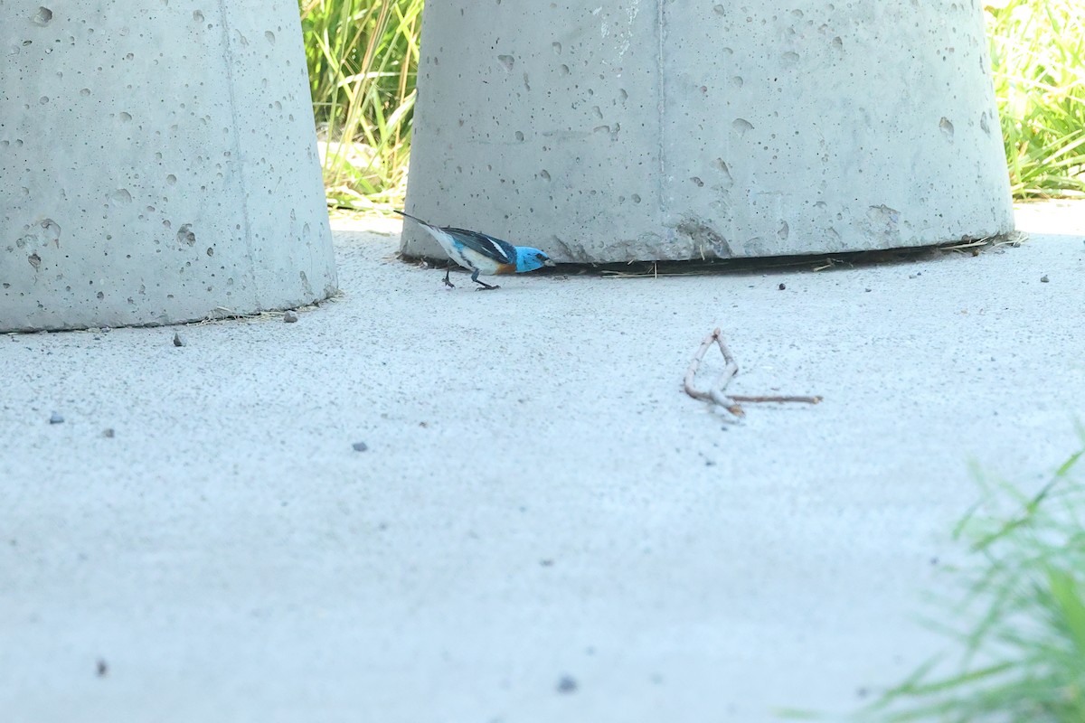 Lazuli Bunting - ML639531697