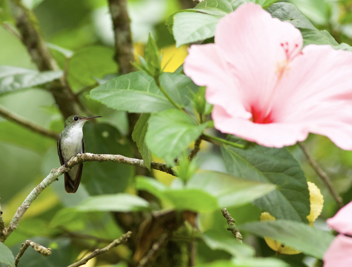 White-bellied Emerald - ML639531707