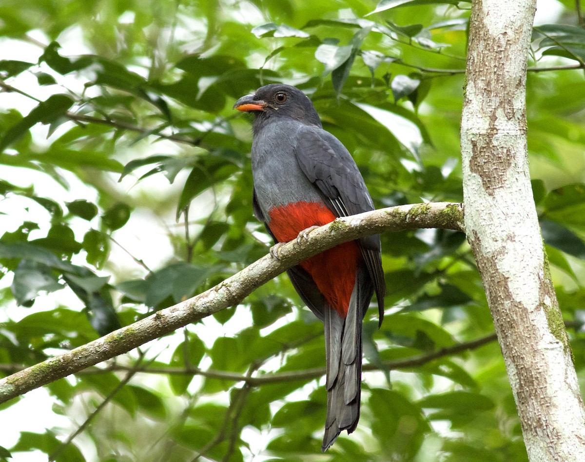 Slaty-tailed Trogon - ML639531738