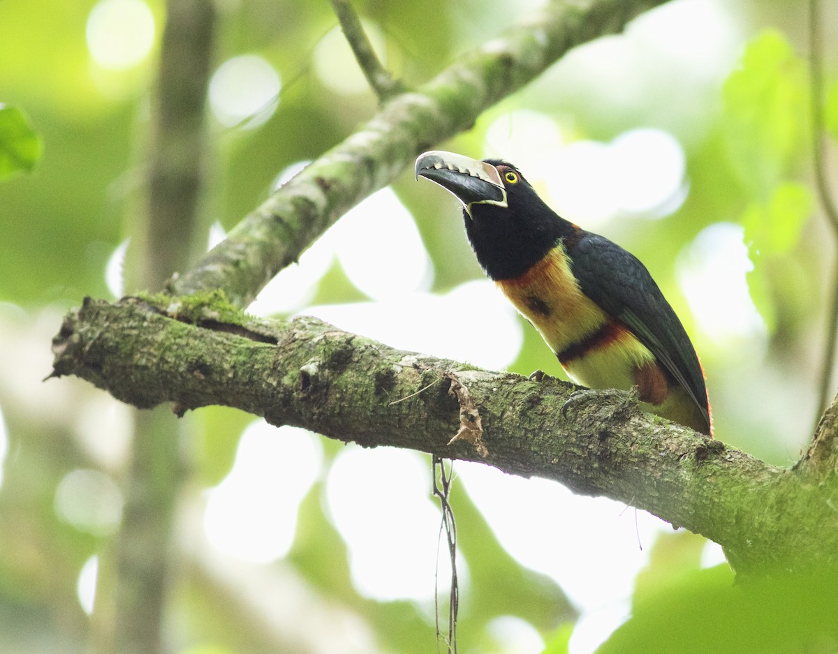 Collared Aracari - ML639531751