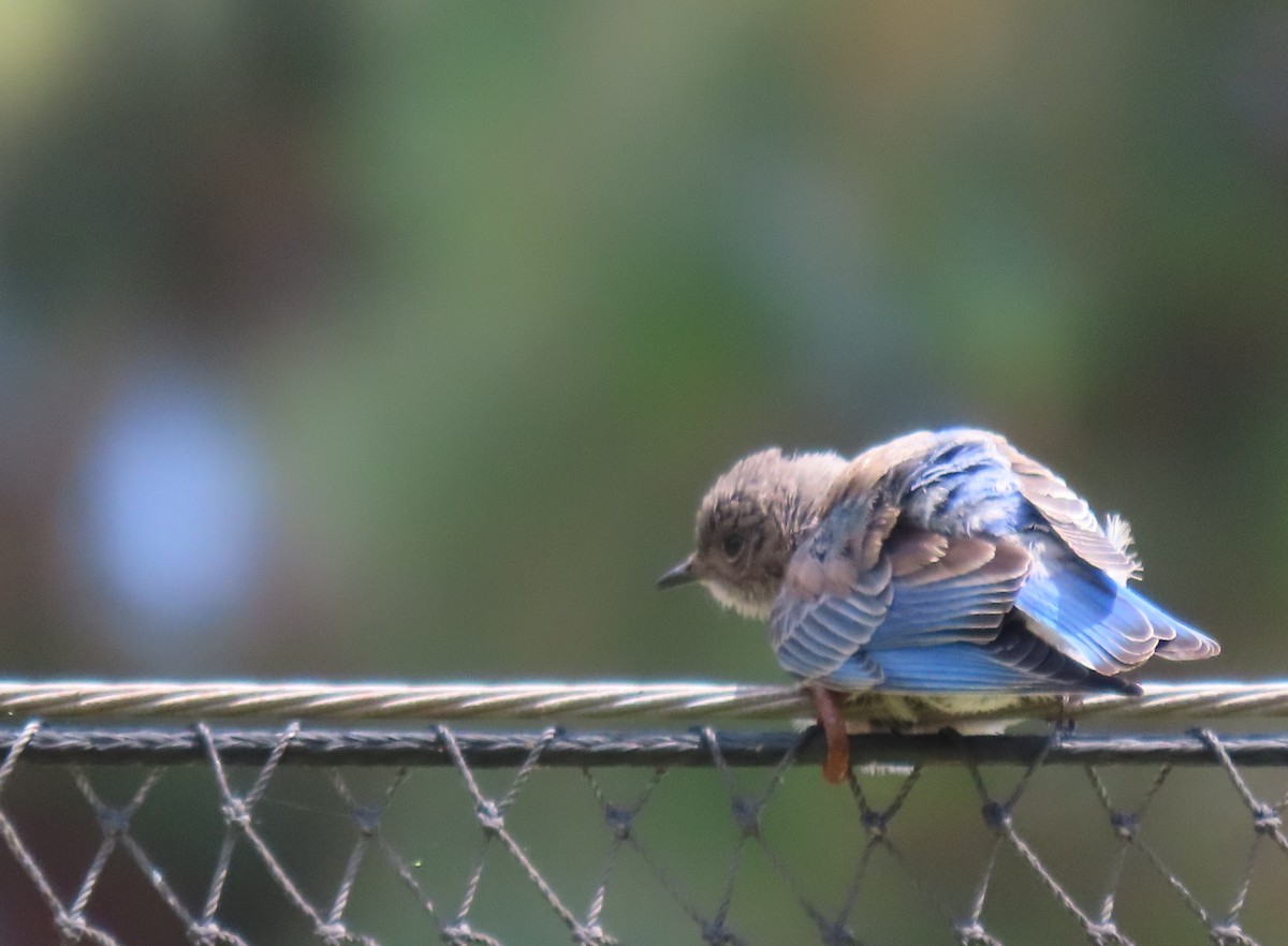 Western Bluebird - ML639531780