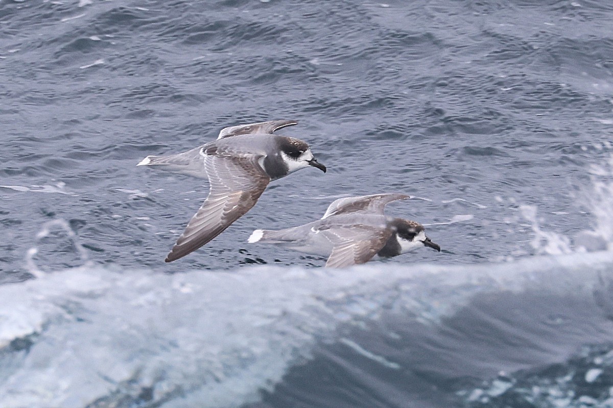 Blue Petrel - ML639531789