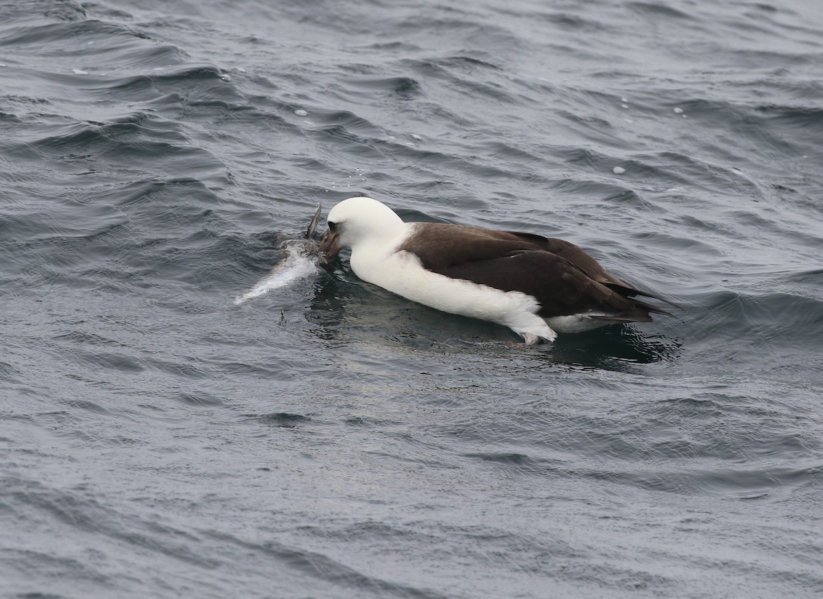 Laysan Albatross - ML639531802