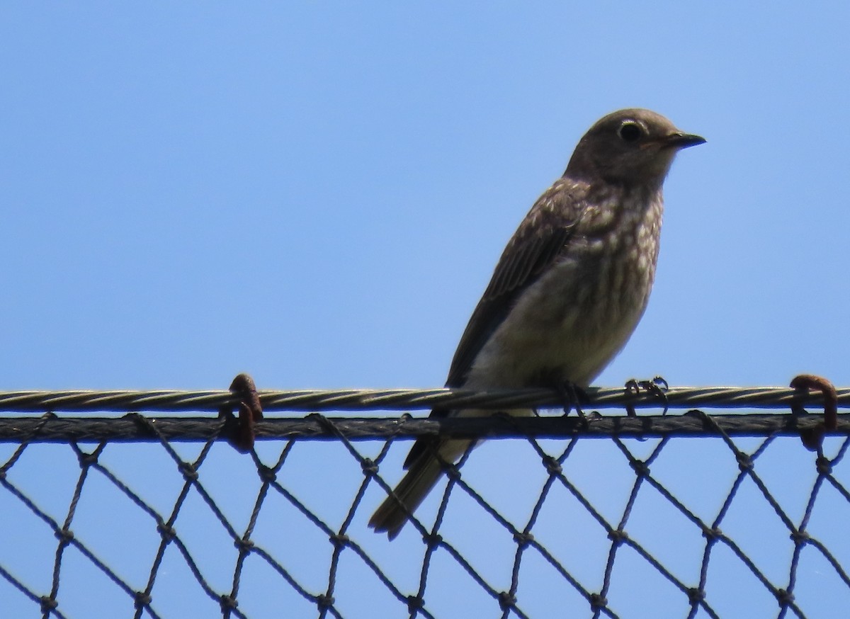 Western Bluebird - ML639531803
