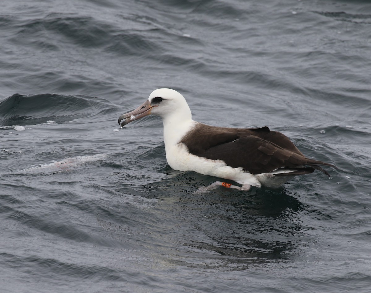 Laysan Albatross - ML639531819