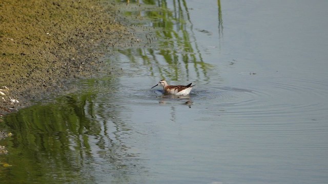Wilson's Phalarope - ML639531825