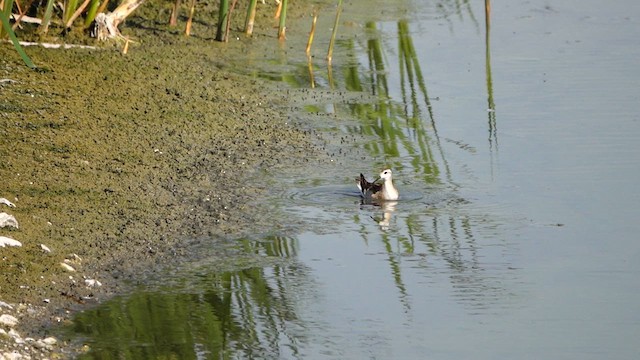 Wilson's Phalarope - ML639531827