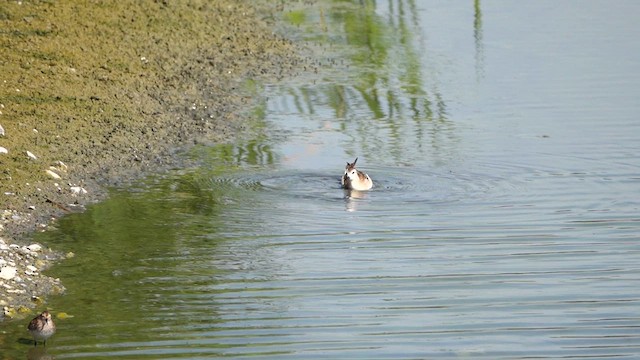 Wilson's Phalarope - ML639531828