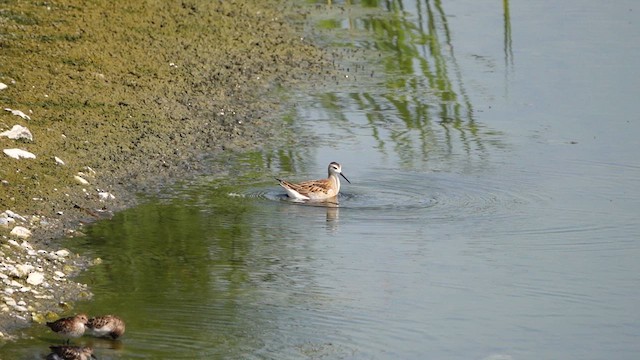 Wilson's Phalarope - ML639531829