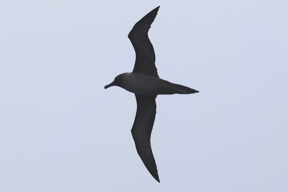 Light-mantled Albatross - ML639531887