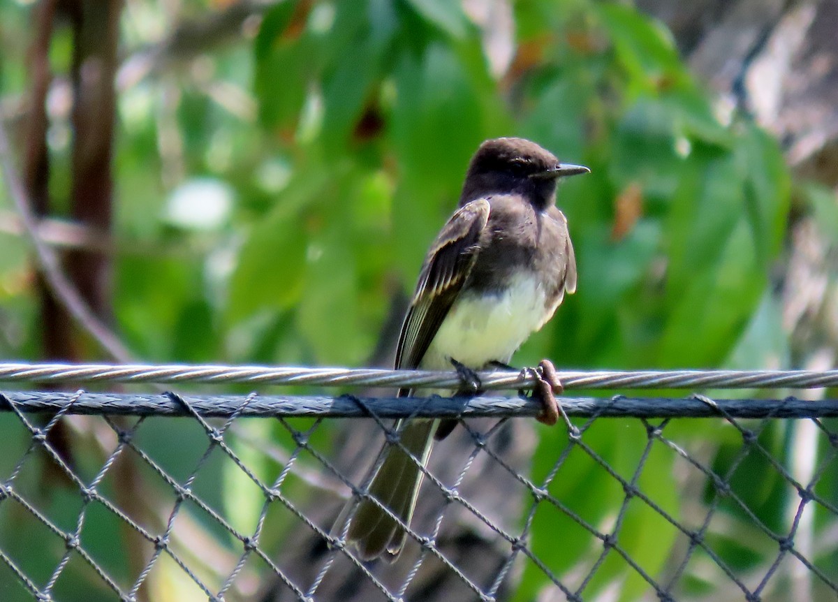 Black Phoebe - ML639531896