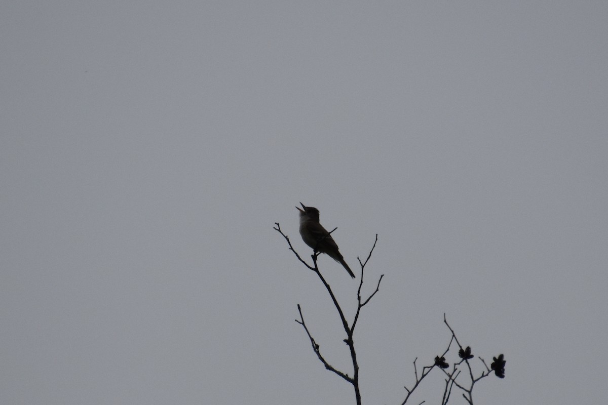 Willow Flycatcher - ML639531902