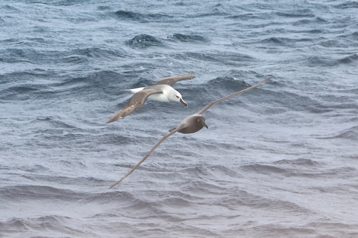 Light-mantled Albatross - ML639532051