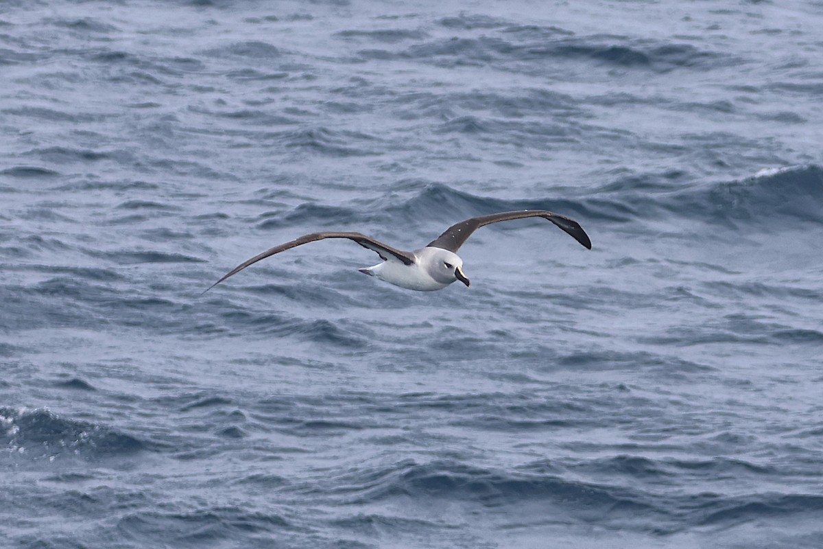 Boz Başlı Albatros - ML639532060