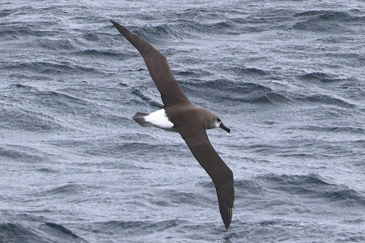 Boz Başlı Albatros - ML639532086
