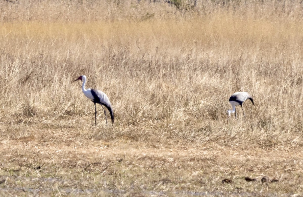 Wattled Crane - ML639532102