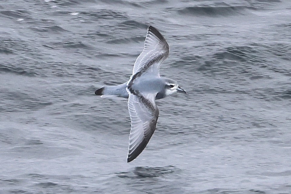 Antarctic Prion - ML639532149