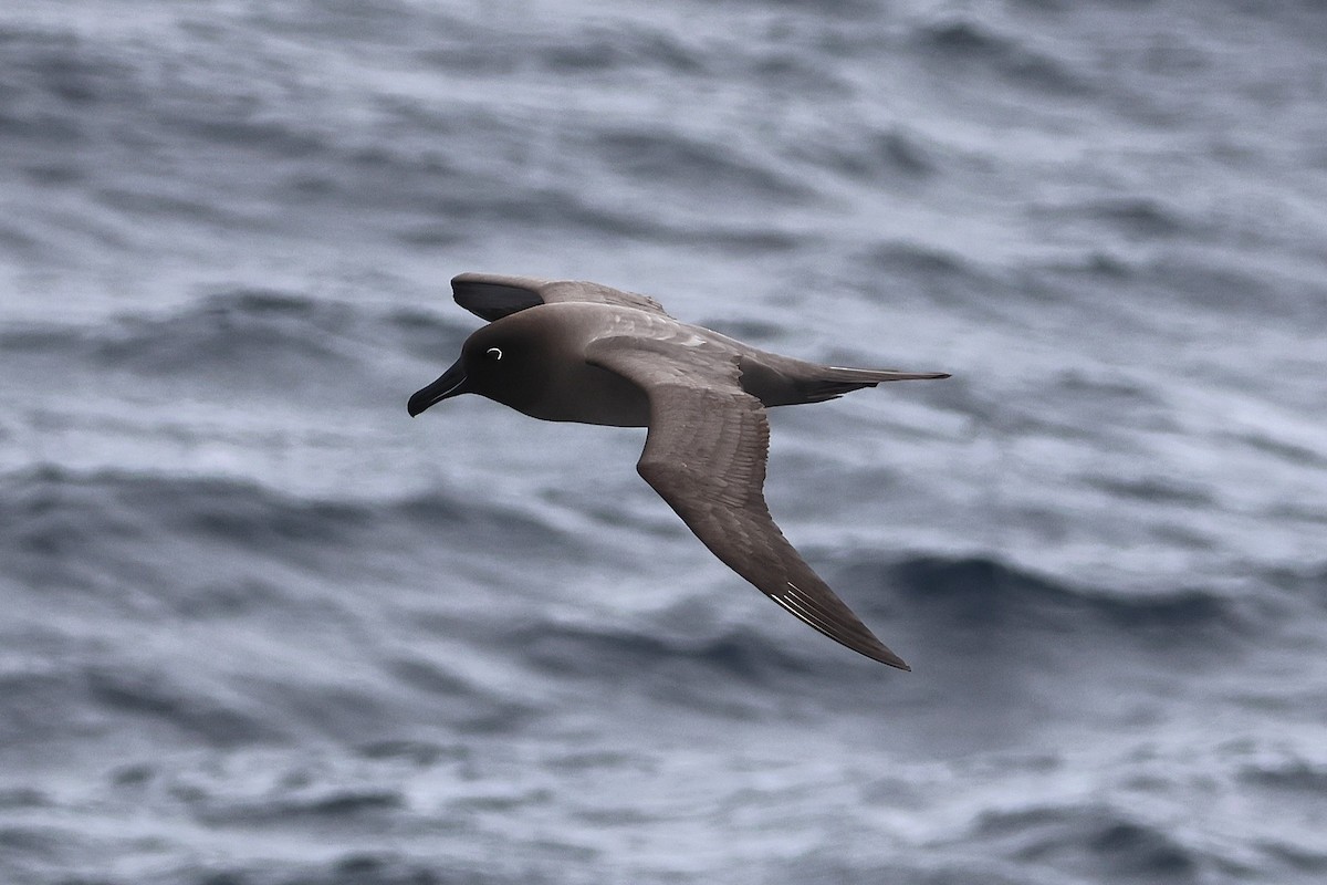 Light-mantled Albatross - ML639532155