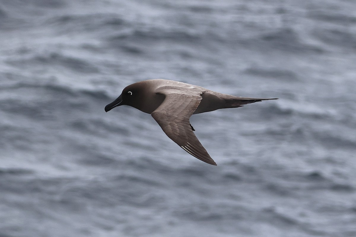 Light-mantled Albatross - ML639532156