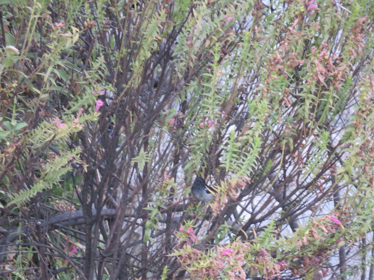 Gray-bellied Flowerpiercer - ML639532166