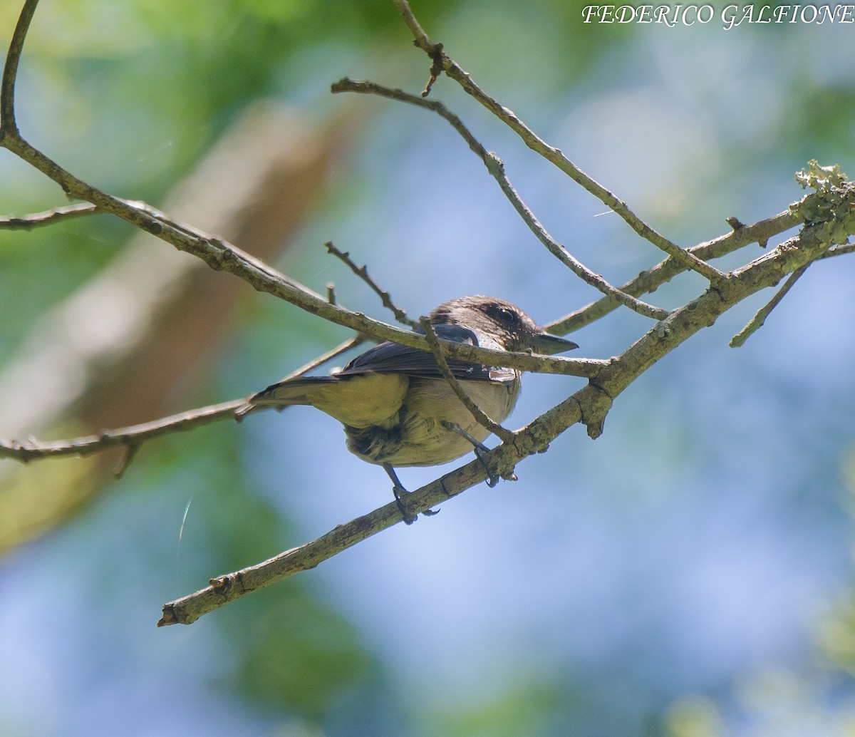 Crested Becard - ML639532174