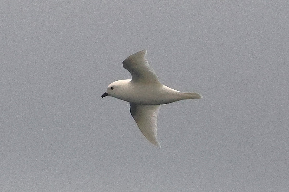 Snow Petrel - ML639532328