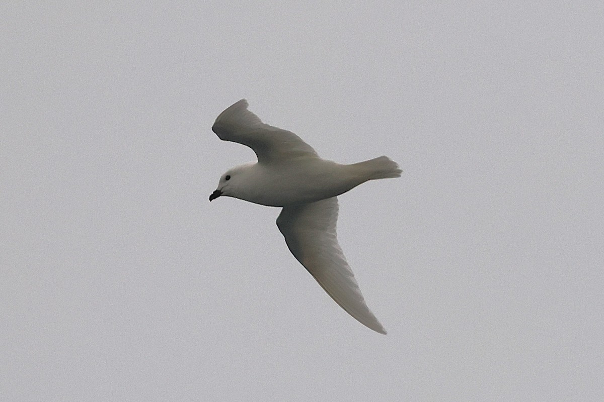 Snow Petrel - ML639532329