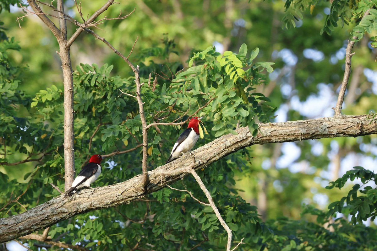 Red-headed Woodpecker - ML639532344