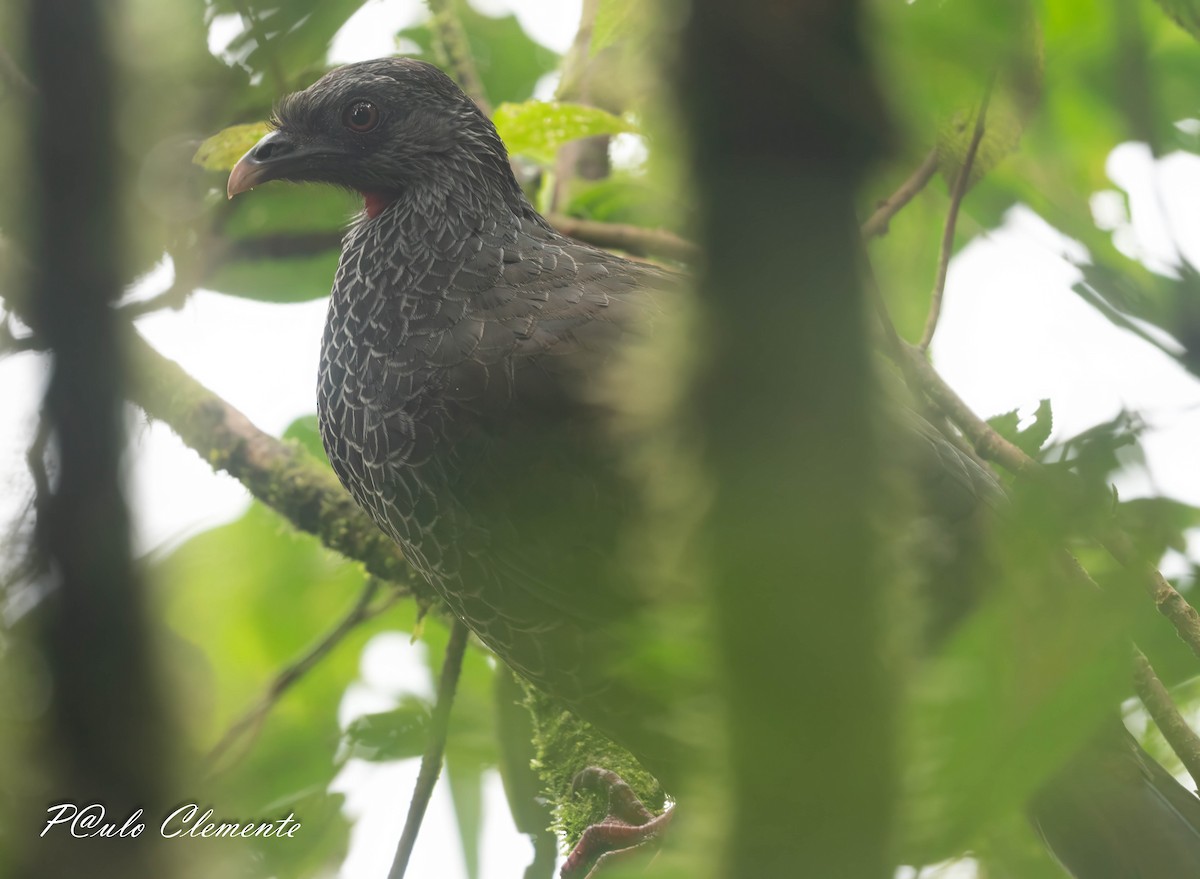 Andean Guan - ML639532402